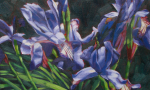 Milner_Irises_HR